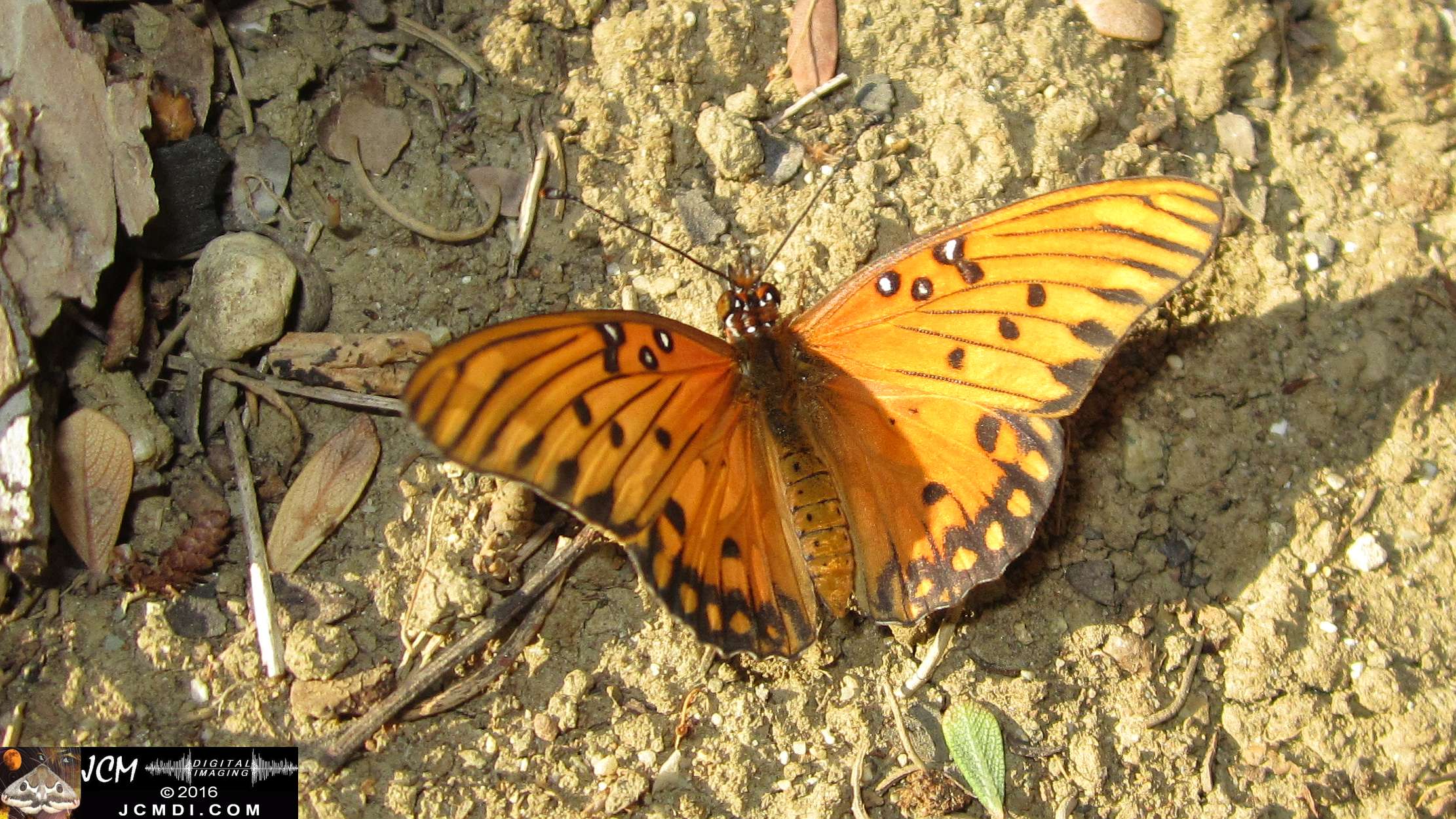 A Gulf Fritillary butterfly being released at the end of the life cycle-rearing documentary project